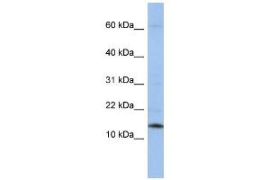 WB Suggested Anti-SNRPD2 Antibody Titration:  0. (SNRPD2 antibody  (Middle Region))