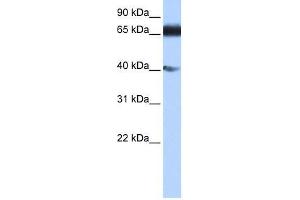 DKFZp686E2433 antibody used at 0.
