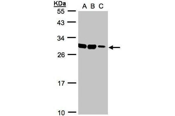 ASB9 antibody