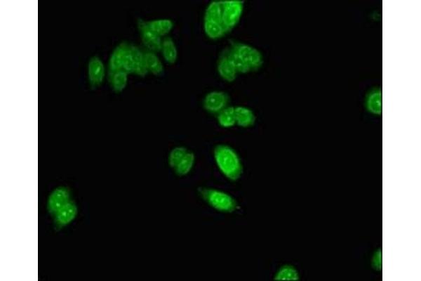NHP2 antibody  (AA 1-153)