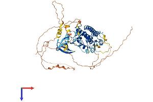 AlphaFold protein structure predicition of Human Recombinant TESK2 Protein, UniprotID Q96S53 (TESK2 Protein (AA 1-571) (His tag))