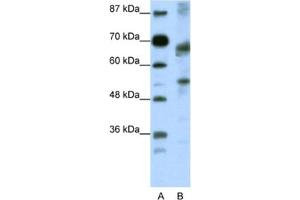 Western Blotting (WB) image for anti-Transcription Factor 12 (TCF12) antibody (ABIN2461686) (TCF12 antibody)