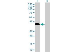Western Blot analysis of DOK3 expression in transfected 293T cell line by DOK3 MaxPab polyclonal antibody.