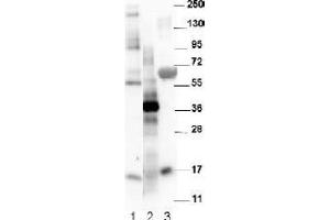 Image no. 1 for anti-Growth Differentiation Factor 15 (GDF15) (C-Term) antibody (ABIN452672) (GDF15 antibody  (C-Term))