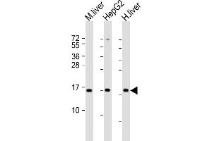 All lanes : Anti-CYB5A Antibody (Center) at 1:2000 dilution Lane 1: mouse liver lysate Lane 2: HepG2 lysate Lane 3: human liver lysate Lysates/proteins at 20 μg per lane. (CYB5A antibody  (AA 31-65))
