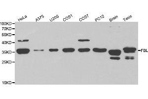 Western blot analysis of extracts of various cell lines, using FBL antibody. (Fibrillarin antibody)
