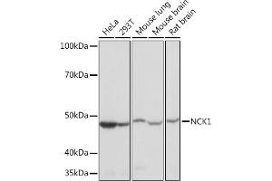 Western blot analysis of extracts of various cell lines, using NCK11 Rabbit mAb (ABIN7268834) at 1:1000 dilution. (NCK1 antibody)