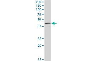 CNN3 monoclonal antibody (M01), clone 4C4. (CNN3 antibody  (AA 1-329))