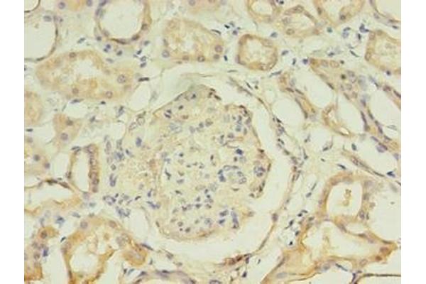 AADAT antibody  (AA 30-425)