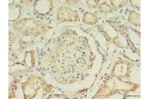 Immunohistochemistry of paraffin-embedded human kidney tissue using ABIN7157768 at dilution of 1:100 (AADAT antibody  (AA 30-425))