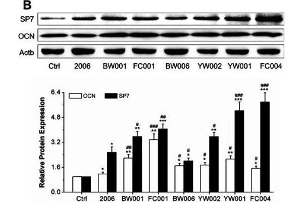 COL1A2 antibody  (AA 500-600)