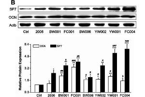 Effects of ODNs on osteogenic differentiation gene expression. (COL1A2 antibody  (AA 500-600))