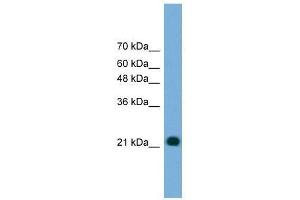 MYL4 antibody used at 0. (MYL4 antibody  (N-Term))