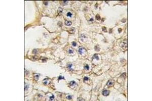 Formalin-fixed and paraffin-embedded human testis tissue reacted with EPHA10 antibody (N-term), which was peroxidase-conjugated to the secondary antibody, followed by DAB staining. (EPH Receptor A10 antibody  (N-Term))