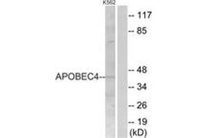 Western blot analysis of extracts from K562 cells, using APOBEC4 Antibody. (APOBEC4 antibody  (AA 309-358))