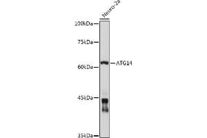 Western blot analysis of extracts of Neuro-2a cells, using  antibody (ABIN6131258, ABIN6137246, ABIN6137247 and ABIN6223428) at 1:1000 dilution. (ATG14 antibody  (AA 1-310))