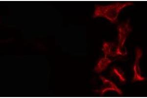 ABIN6276370 staining Hela cells by IF/ICC. (TGFA antibody  (C-Term))