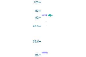 BCKDHB Protein (AA 1-392) (GST tag)