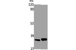 Western Blot analysis of various cells using Olfactory receptor 4X1 Polyclonal Antibody (OR4X1 antibody  (C-Term))