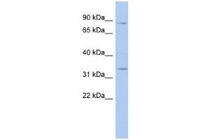 Syntaxin 19 antibody used at 1 ug/ml to detect target protein. (Syntaxin 19 antibody  (N-Term))
