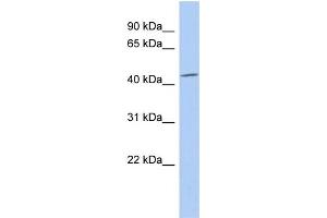 WB Suggested Anti-SELENBP1 Antibody Titration:  0. (SELENBP1 antibody  (N-Term))