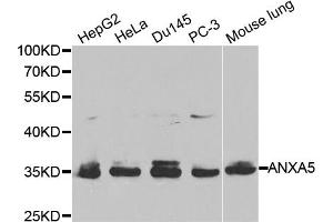 Western blot analysis of extracts of various cell lines, using ANXA5 antibody (ABIN5970865) at 1/1000 dilution. (Annexin V antibody)