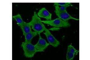 Endogenous ERP57- endoplasmic reticulum lumen marker detected With AB0004 at 1/500 dilunon, lysates at 100 µg per Iane and rabbit polyclonal to goat lµg (HRP) at 1/10,000 dilution, (GAPDH antibody  (C-Term))