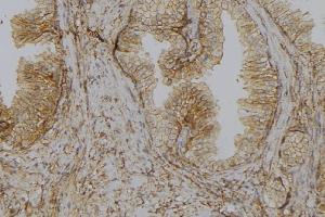 ABIN6278575 at 1/100 staining Mouse colon tissue by IHC-P. (GLYCTK antibody  (Internal Region))