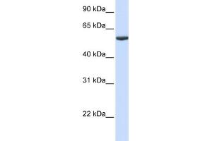 WB Suggested Anti-PHF10 Antibody Titration:  0. (PHF10 antibody  (Middle Region))