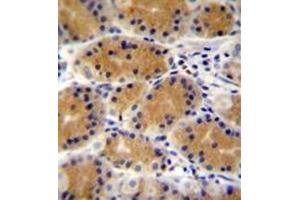 Immunohistochemistry analysis in formalin fixed and paraffin embedded human stomach tissue reacted with PLEKHG3 Antibody (C-term) followed which was peroxidase conjugated to the secondary antibody and followed by DAB staining. (PLEKHG3 antibody  (C-Term))