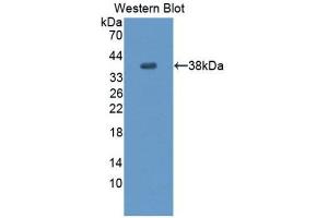 Western Blotting (WB) image for anti-Endothelial PAS Domain Protein 1 (EPAS1) (AA 24-348) antibody (ABIN1176140)