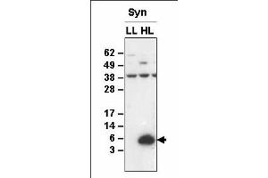 Western blot analysis of membrane proteins from Synechocystis sp. (HliA antibody)