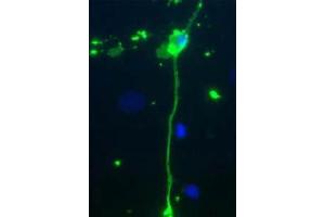 Immunofluorescence - MBP Antibody Immunofluorescence Microscopy of Chicken Anti-Myelin Basic Protein (MBP) Antibody. (MBP antibody)