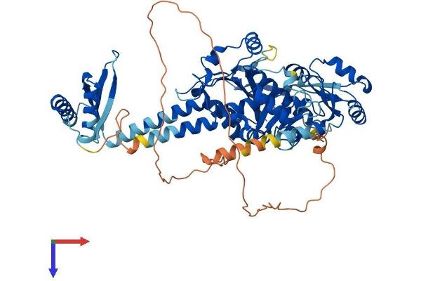 PARN Protein (AA 1-639) (His tag)