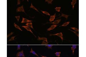 Immunofluorescence analysis of L929 cells using RPS17 Polyclonal Antibody at dilution of 1:100. (RPS17 antibody)