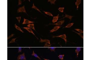 Immunofluorescence analysis of L929 cells using RPS17 Polyclonal Antibody at dilution of 1:100.