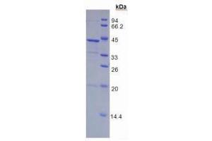 SDS-PAGE (SDS) image for Fibrinogen-Like 1 (FGL1) (AA 23-312) protein (His tag) (ABIN1079545)