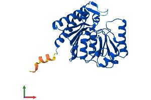 AlphaFold protein structure predicition of Human Recombinant IMPA2 Protein, UniprotID O14732