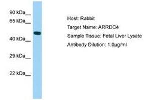 Image no. 1 for anti-Arrestin Domain Containing 4 (ARRDC4) (N-Term) antibody (ABIN6750026) (ARRDC4 antibody  (N-Term))