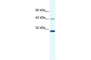 ApoBEC3G antibody used at 2. (APOBEC3G antibody  (N-Term))