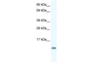 Western Blotting (WB) image for anti-FXYD Domain Containing Ion Transport Regulator 5 (FXYD5) antibody (ABIN2461574) (FXYD5 antibody)