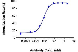anti-LI Cadherin antibody