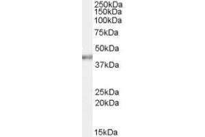 Image no. 1 for anti-Poly(rC) Binding Protein 4 (PCBP4) (C-Term) antibody (ABIN375114) (PCBP4 antibody  (C-Term))