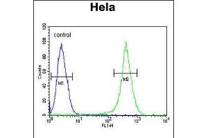 Flow cytometric analysis of Hela cells (right histogram) compared to a negative control cell (left histogram). (ASPSCR1 antibody  (C-Term))