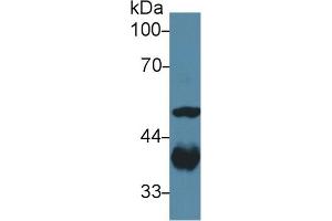 Western Blotting (WB) image for anti-Aldolase A, Fructose-Bisphosphate (ALDOA) (AA 18-273) antibody (ABIN7440131)