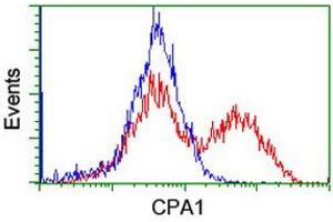 Image no. 4 for anti-Carboxypeptidase A1 (Pancreatic) (CPA1) antibody (ABIN1497589) (CPA1 antibody)