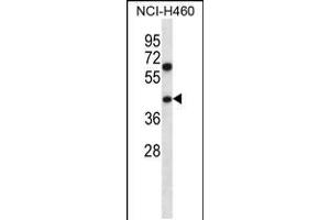 Western blot analysis in NCI-H460 cell line lysates (35ug/lane). (PUS1 antibody  (C-Term))