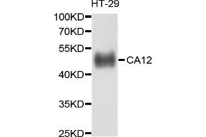 Western blot analysis of extracts of HT-29 cells, using CA12 antibody (ABIN4903095) at 1:1000 dilution. (CA12 antibody)