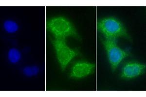 Immunofluorescence (IF) image for anti-Cytochrome C, Somatic (CYCS) (AA 5-100) antibody (ABIN7428371)