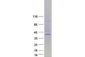 Validation with Western Blot